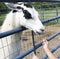 Llama with black spots behind gate