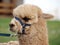 Llama with Blue Halter