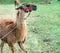 Llama with brown wool on natural background, zoo.