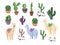 Llama cacti cartoon alpaca mexico Peru desert vector. Color illustration hand drawn print