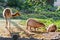 Llama and capybara - animal symbols of South and Latin America graze peacefully on a green lawn