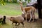 Llama and capybara - animal symbols of South and Latin America graze peacefully on a green lawn