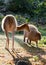 Llama and capybara - animal symbols of South and Latin America graze peacefully on a green lawn