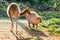 Llama and capybara - animal symbols of South and Latin America graze peacefully on a green lawn