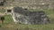 Llama and ceremonial rock at machu picchu