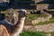 Llama chewing the grass with the terrace of Machu Picchu as a ba