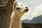 Llama in the city Machu-Picchu