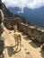 A llama climbs on the ancient stones of the UNESCO world heritage site of Macchu Picchu in Peru