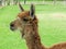 Llama close up, Sacred Valley, Machu Picchu, Cuzco, Peru