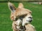 Llama close up, Sacred Valley, Machu Picchu, Cuzco, Peru