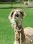 Llama close up, Sacred Valley, Machu Picchu, Cuzco, Peru