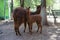 Llama and cub on a blurred background of the farm. A South American camel beast of burden with valuable wool