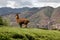 Llama in Cusco in Peru