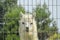 Llama in Cuzco zoo