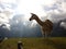 A llama in dawn Mountains of Machu Picchu