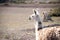 Llama eating grass on a farm in Altiplano, Bolivia