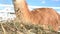 Llama eating grass or hay at the zoo, brown-furred llama at the zoo