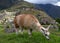 A Llama Eating Grass at the Inca Ruins at Machu Picchu