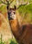 Llama eating and staring, blurry nature background