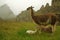 Llama family on machu picchu