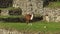 A llama feeding on a machu picchu terrace