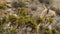 Llama feeding near the Colca Canyon in Peru