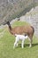 Llama feeding puppy