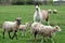 Llama in field with sheep