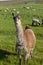 Llama in field with sheep.