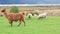 A llama and a flock of sheep graze in a meadow. Wool production farm.