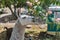 Llama grazing on Corsica island, France