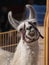 Llama with a grin