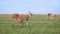 Llama. A group of animal llamas graze in the steppe. Nature Reserve in Russia