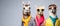 Llama in a group, vibrant bright fashionable outfits isolated on solid background advertisement