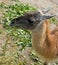 Llama guanaco