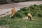 Llama, guanaco grazing in the andes moor landscape