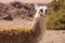 Llama guanaco - vikunia in the Altiplano of Chile, Atacama region, Chile