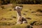 Llama guanaco - vikunia in the Altiplano of Chile, Atacama region, Chile