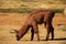 Llama guanaco - vikunia in the Altiplano of Chile, Atacama region, Chile