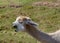 Llama with a hair cut, closeup