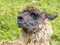 Llama head with long matted hair