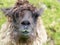 Llama head with long matted hair