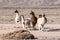 Llama herd at atacama desert