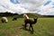 Llama Herd At Sacsayhuaman Ruin, Peru