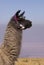 Llama a high altitude Camelid