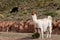 Llama a high altitude Camelid