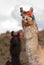 Llama a high altitude Camelid