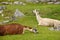 Llama at inca ruins