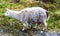 A Llama Lama glama in Cajas National Park in southern Ecuador