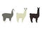 Llama Lama glama Flat vector illustrations Isolated objects